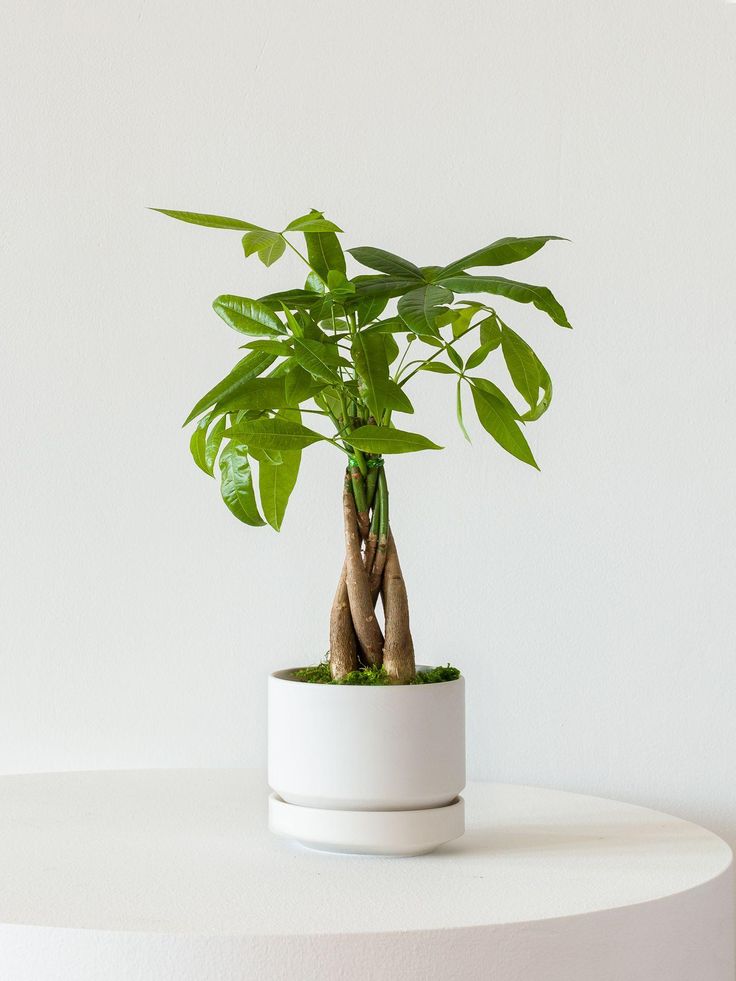 Braided Money Tree, Indoor Plants to Brighten Your Home