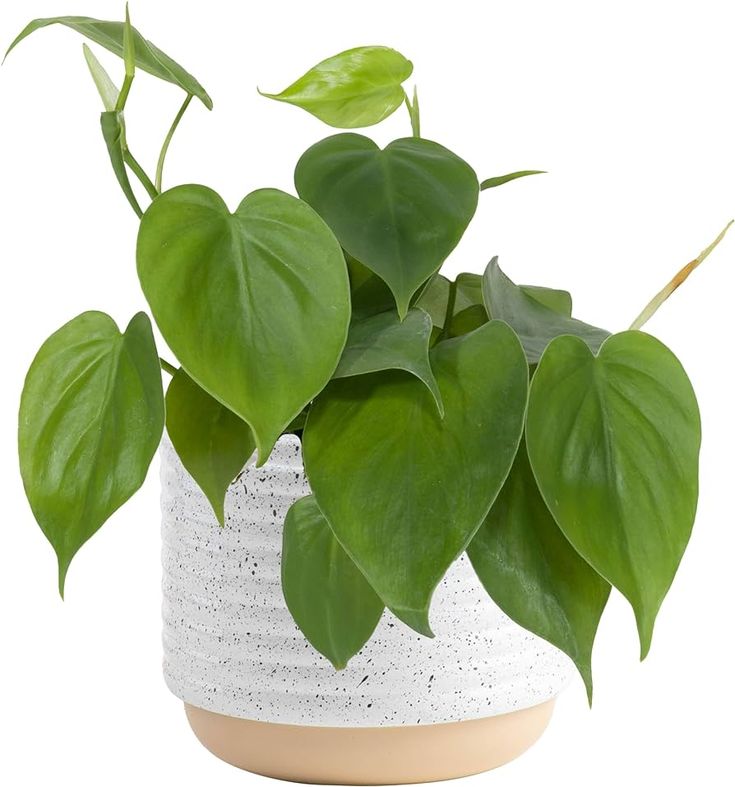 Philodendron Hederaceum, Indoor Plants to Brighten Your Home