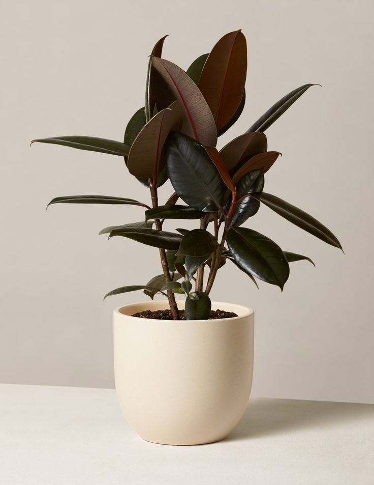 Rubber plant, Indoor Plants to Brighten Your Home
