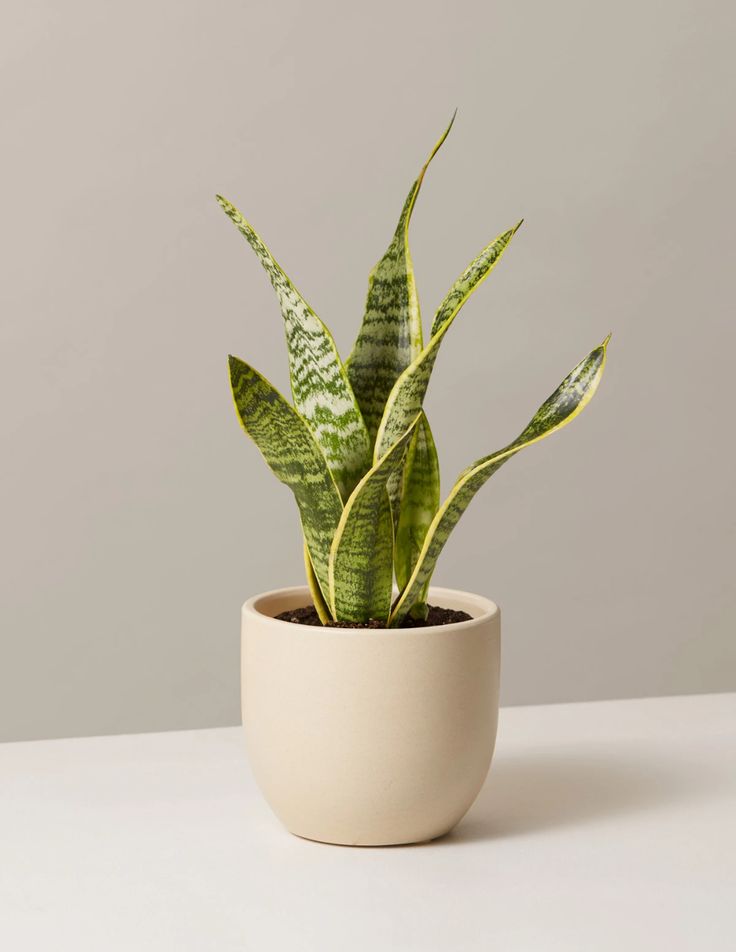 snake plant, Indoor Plants to Brighten Your Home