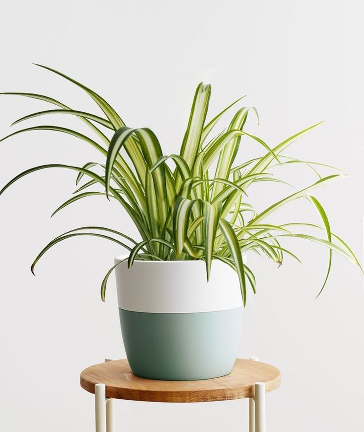 Spider plant, Indoor Plants to Brighten Your Home
